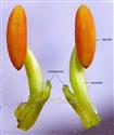  Young Stamens and Staminodes
